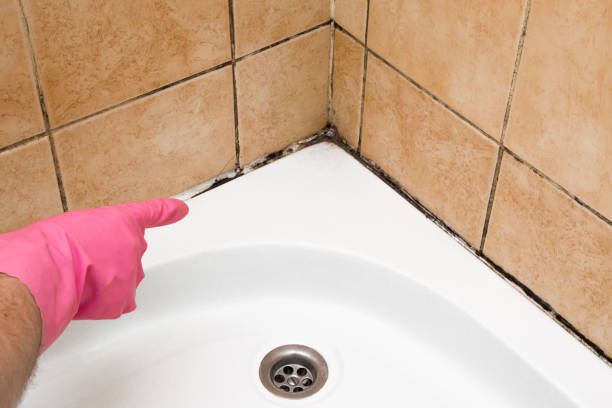 Best Crawl Space Mold Remediation in Highland Acres, DE